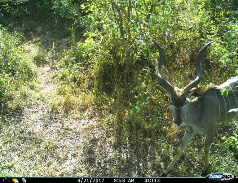 Experiencing Ikorongo Grumeti Fund