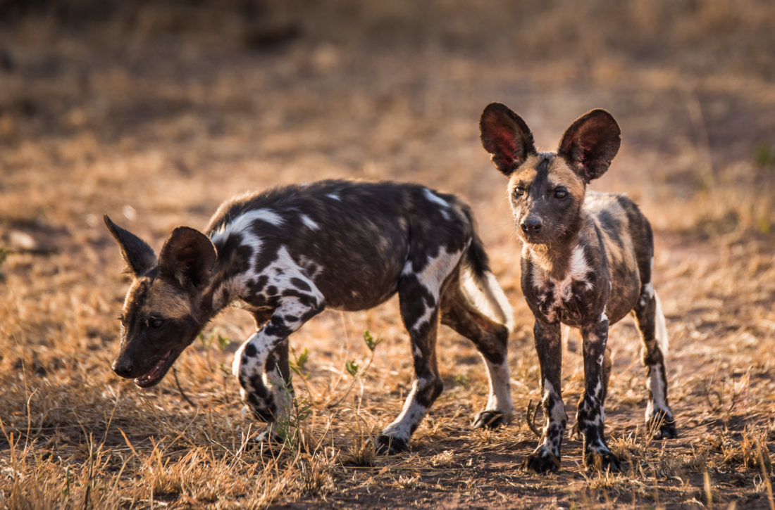 Wild Dog Report – Grumeti Fund