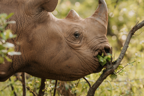 Eastern Black Rhino Browsing