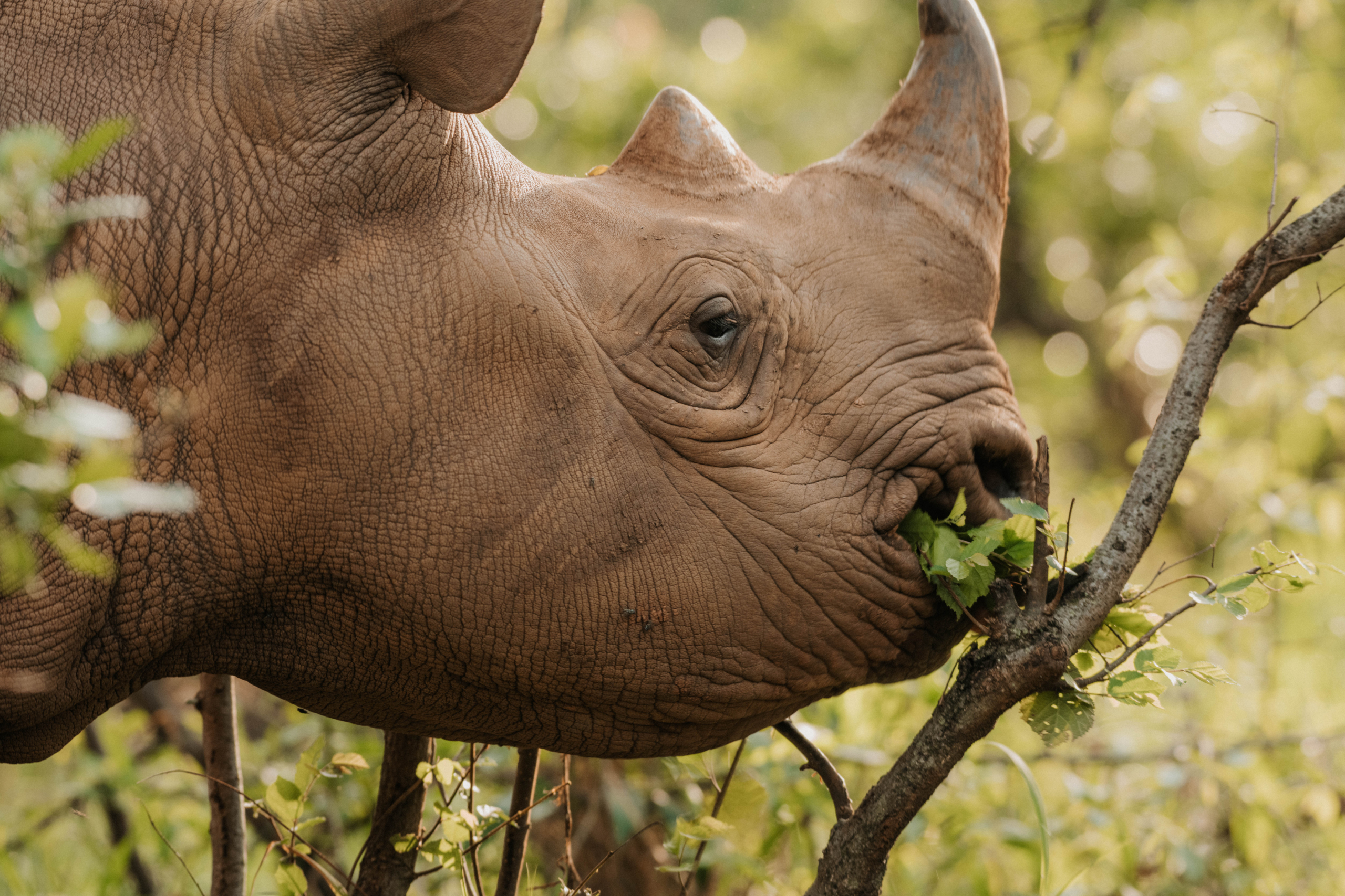 Eastern Black Rhino Browsing